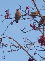 Bombycilla garrulus
