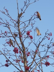 Bombycilla garrulus