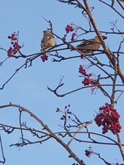 Bombycilla garrulus