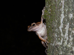 Polypedates megacephalus