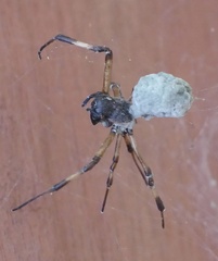 Nephilengys malabarensis