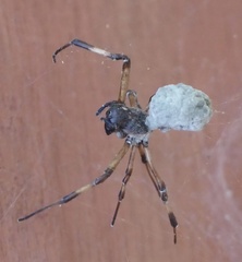 Nephilengys malabarensis
