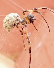 Nephilengys malabarensis