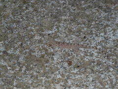 Gekko chinensis