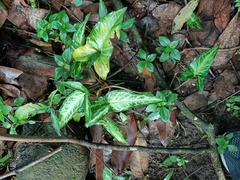 Syngonium