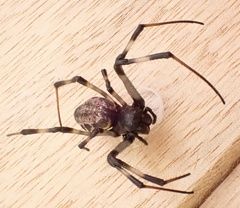 Nephilengys malabarensis