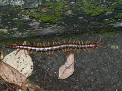 Scolopendra multidens