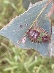 Doratifera oxleyi