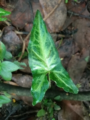 Syngonium