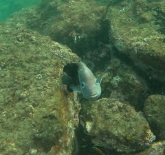 Stegastes acapulcoensis