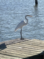 Ardea alba egretta