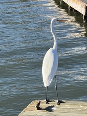 Ardea alba egretta