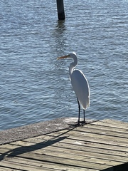 Ardea alba egretta