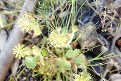 Hydrocotyle laxiflora