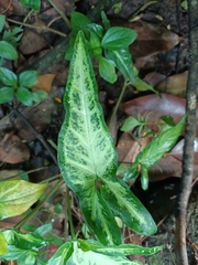 Syngonium