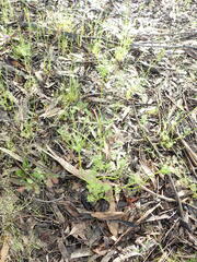 Daucus