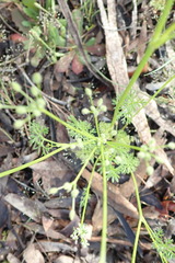 Daucus