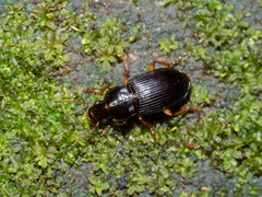 Harpalina