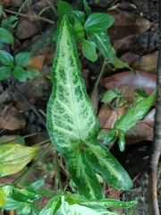 Syngonium