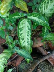 Syngonium