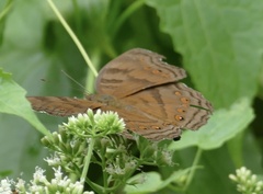 Junonia intermedia