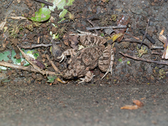 Fejervarya multistriata