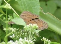 Junonia intermedia