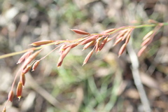 Ehrharta calycina