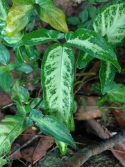 Syngonium