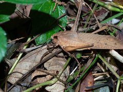 Mecopoda elongata