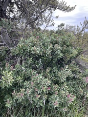 Santalum haleakalae
