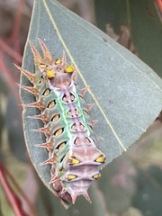 Doratifera oxleyi