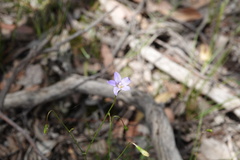 Wahlenbergia stricta