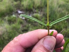 Alternanthera sessilis