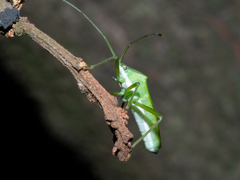 Homoeocerus graminis