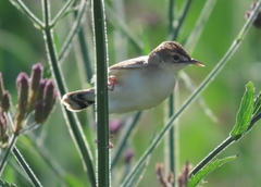 Cisticola