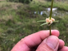 Alternanthera sessilis