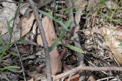 Wahlenbergia stricta
