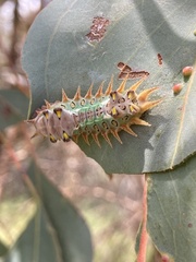 Doratifera oxleyi