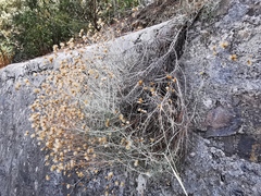 Asteraceae
