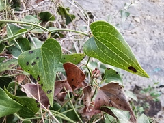 Smilax aspera