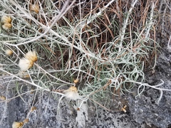 Asteraceae