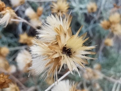 Asteraceae