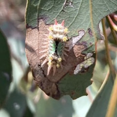 Doratifera oxleyi