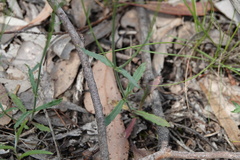 Wahlenbergia stricta