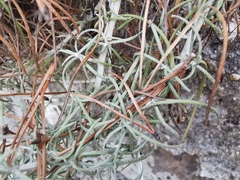 Asteraceae
