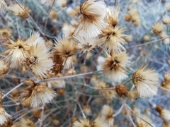 Asteraceae