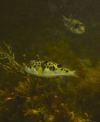 Tetractenos glaber