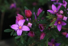 Boronia
