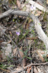 Wahlenbergia stricta